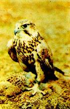 Falco cherrug image